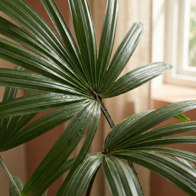 Kunstplant Rhapis | 120cm