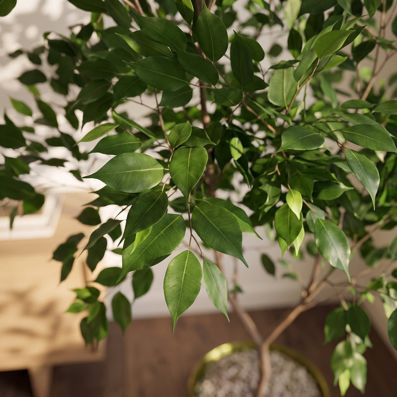 





Kunstpflanze Ficus Benjamina | 225cm - Lifestyle foto kunstplant in interieur
