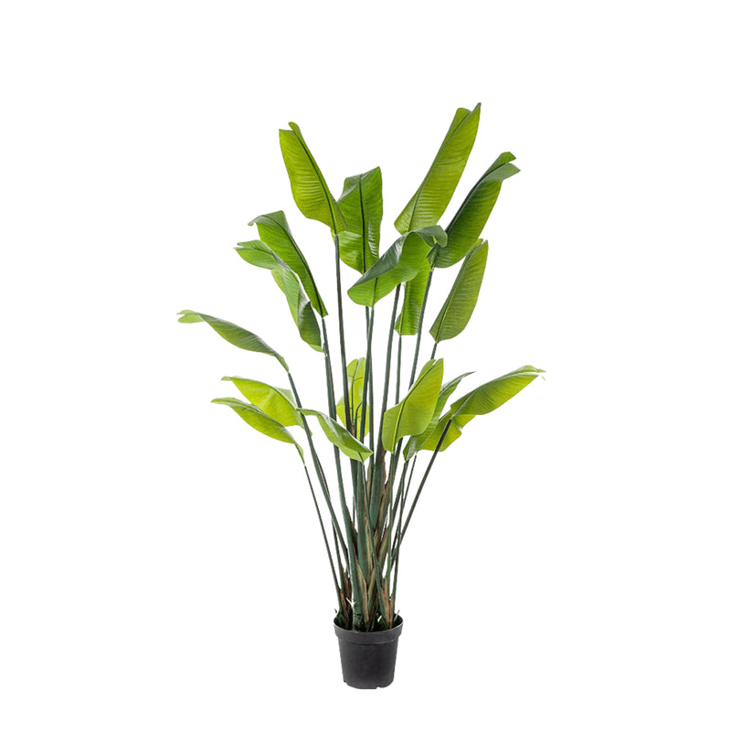 





Umelá Rastlina Strelitzia | 200cm - Detail view kunstplant
