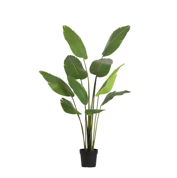 Kunstplant Strelitzia | 182cm