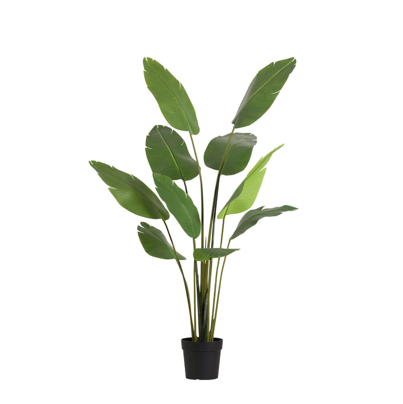 





Kunstplant Strelitzia | 182cm - Afbeelding 9
