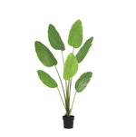 





Pianta Artificiale Strelitzia | 170cm - Afbeelding 9
 thumbnail