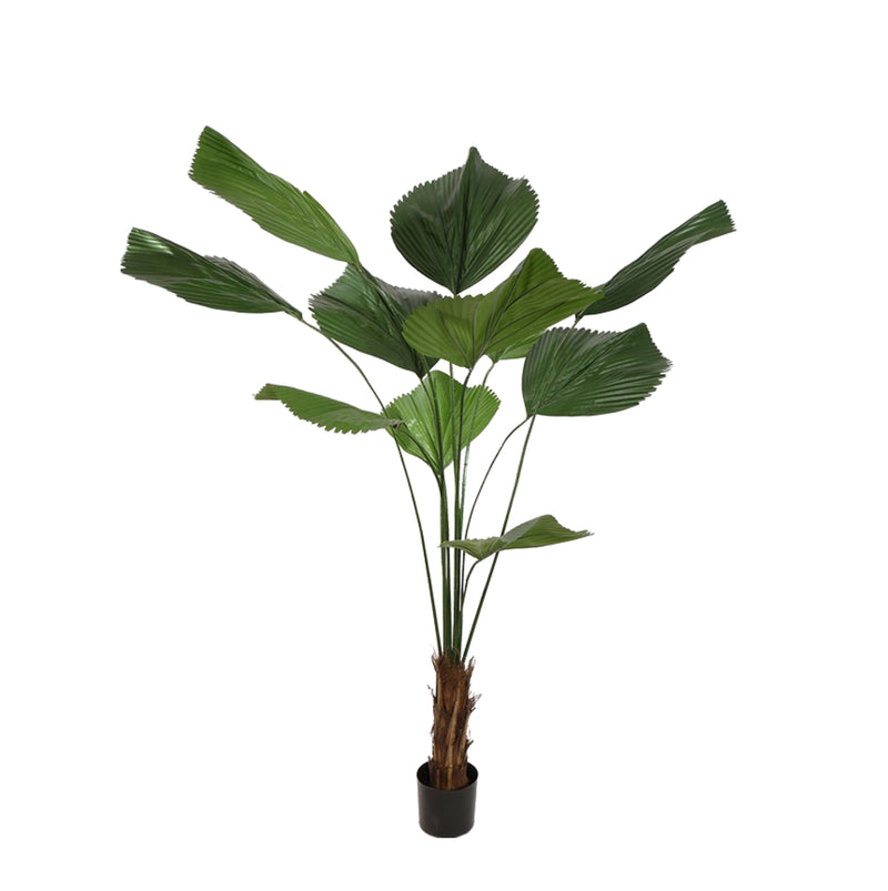 





Umelá Rastlina Licuala Waaierpalm | 180cm - Detail view kunstplant
