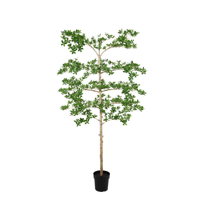 





Kunstplant Bucida | 200cm - Afbeelding 9
