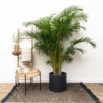 





Krukke Giedo sort - Lifestyle foto kunstplant in interieur
 thumbnail