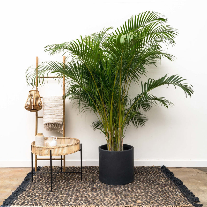 





Krukke Giedo sort - Lifestyle foto kunstplant in interieur
