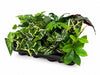 Mini Jungle Mix - 12 kusů - 17-25cm