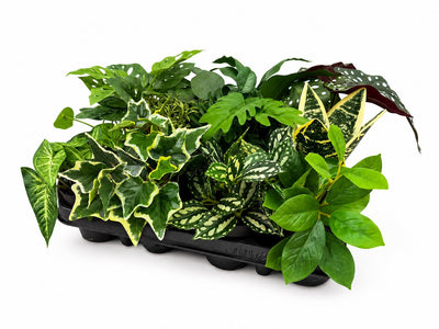 Mini Jungle Mix - 12 stuks - 17-25cm