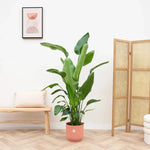 





Pot elho Vibes Fold Round roze - Detail view kunstplant
 thumbnail