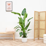 





Maceta elho Vibes Fold Round blanca - Lifestyle foto kunstplant in interieur
 thumbnail