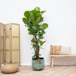 





Vaso Elisa Mystic Green - Lifestyle foto kunstplant in interieur
 thumbnail