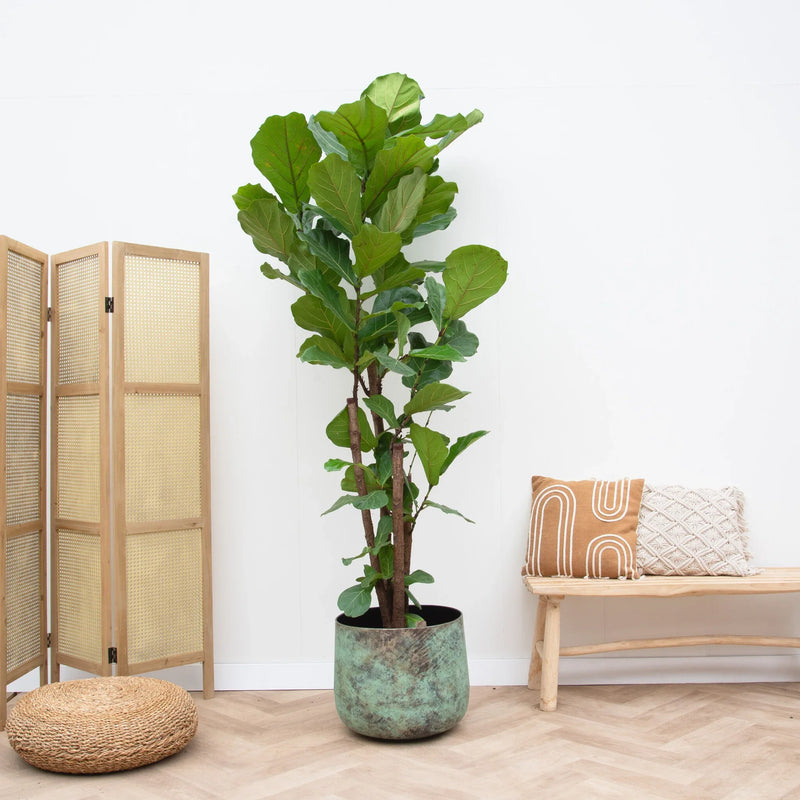 





Vaso Elisa Mystic Green - Lifestyle foto kunstplant in interieur
