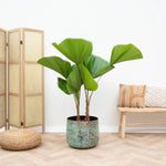 





Vaso Elisa Mystic Green - Detail view kunstplant
 thumbnail