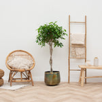 





Pot Elisa Vintage Green - Lifestyle foto kunstplant in interieur
 thumbnail