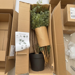 





Kunstpflanze Ficus Cassia | 180cm - Afbeelding 7
 thumbnail