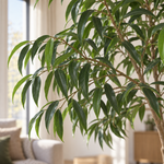 





Plante artificielle Ficus Alii King | 225cm - Afbeelding 4
 thumbnail