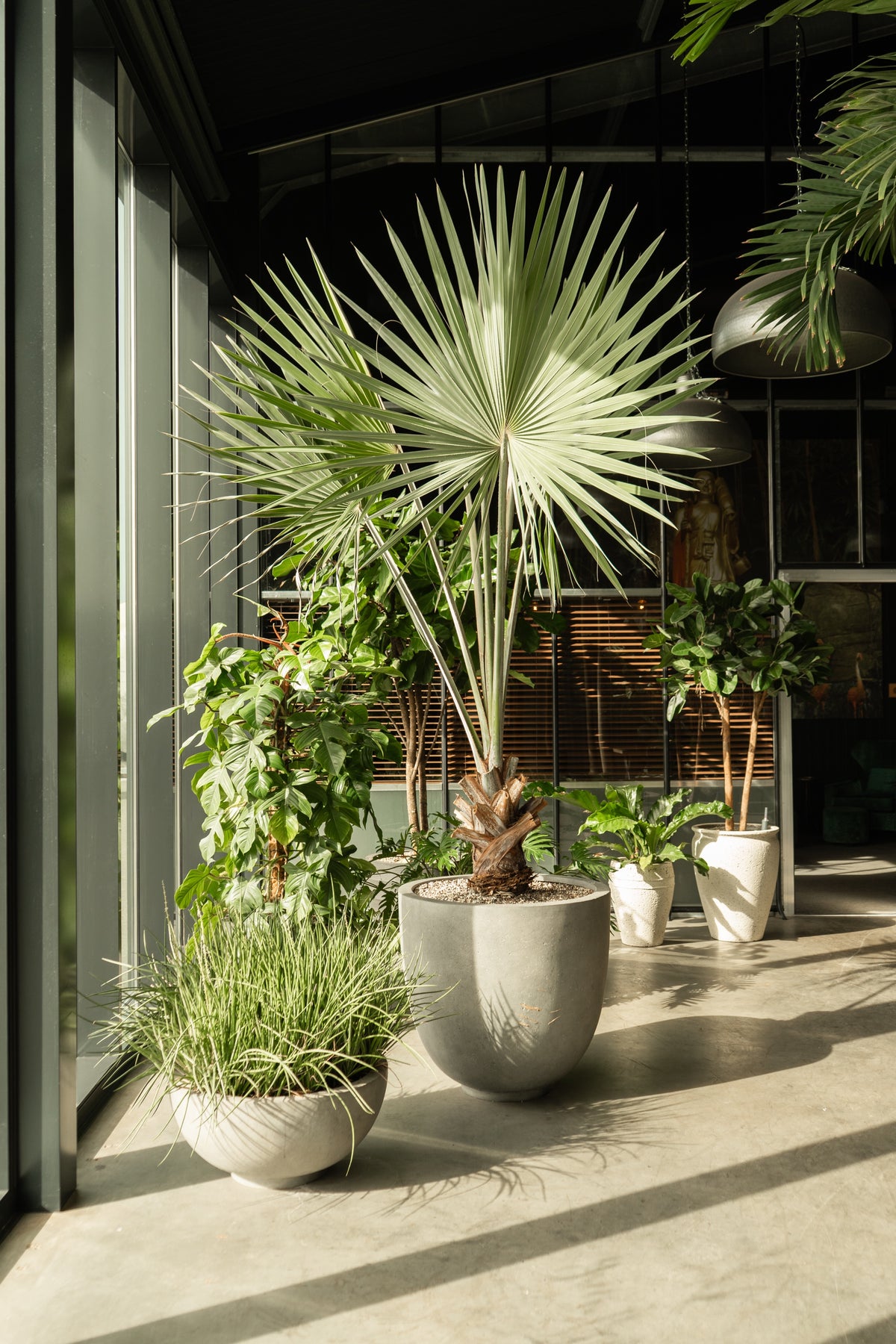 Showroom Florafy met grote kunstpalm in betonnen pot bij glaswand