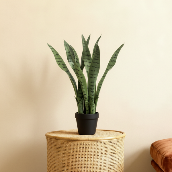 Umelecká sansevieria 'Svokrin jazyk' – Elegantná 50 cm
