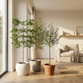 Zestaw sztucznych roślin Minimalist Mix - Bucida Cassia i Drzewo oliwne od Florafy - Foto 1