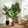 Jungle Mix Kunstplanten Set - Bananenplant Ficus Lyrata en Monstera van Florafy - Foto 1