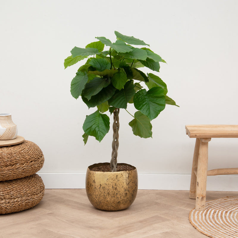 





Doniczka Ellen Brass - Detail view kunstplant
