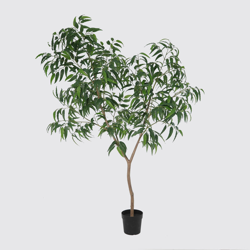 





Pianta artificiale Ficus Alii King | 240cm - Premium kunstplant van Florafy
