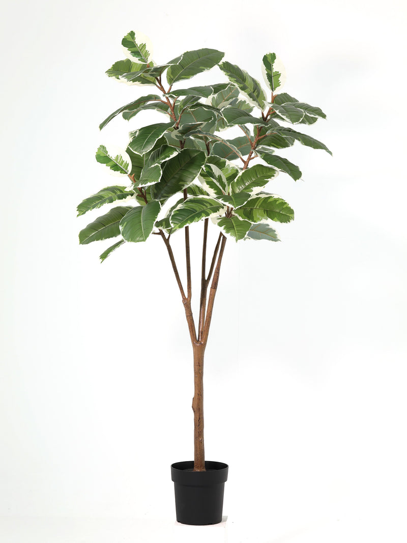 





Pianta artificiale Ficus Elastica Tineke | 170cm - Premium kunstplant van Florafy
