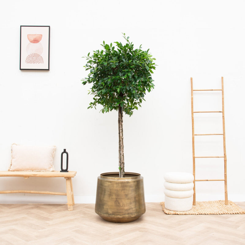 





Pot Indigo Vintage Gold - Lifestyle foto kunstplant in interieur
