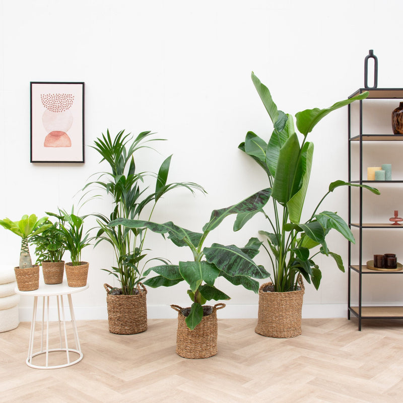 





Mand Jack - Lifestyle foto kunstplant in interieur
