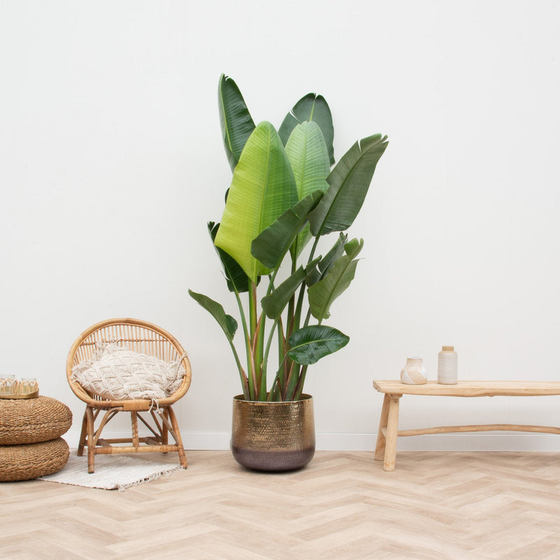 





Pot Jenna gold - Lifestyle foto kunstplant in interieur
