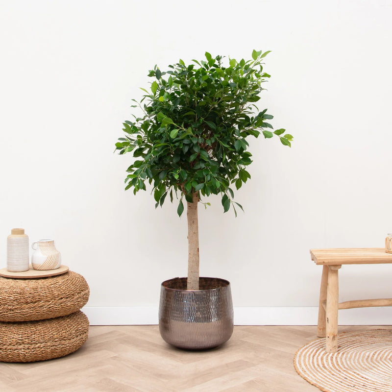 





Potte Jenna lead - Lifestyle foto kunstplant in interieur
