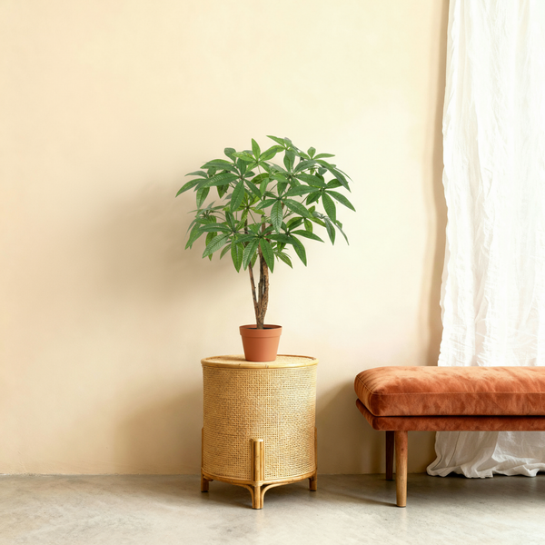 Kunstplant Pachira | 86cm — close-up echte stam