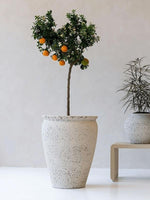 





Potte Artemis - Detail view kunstplant
 thumbnail