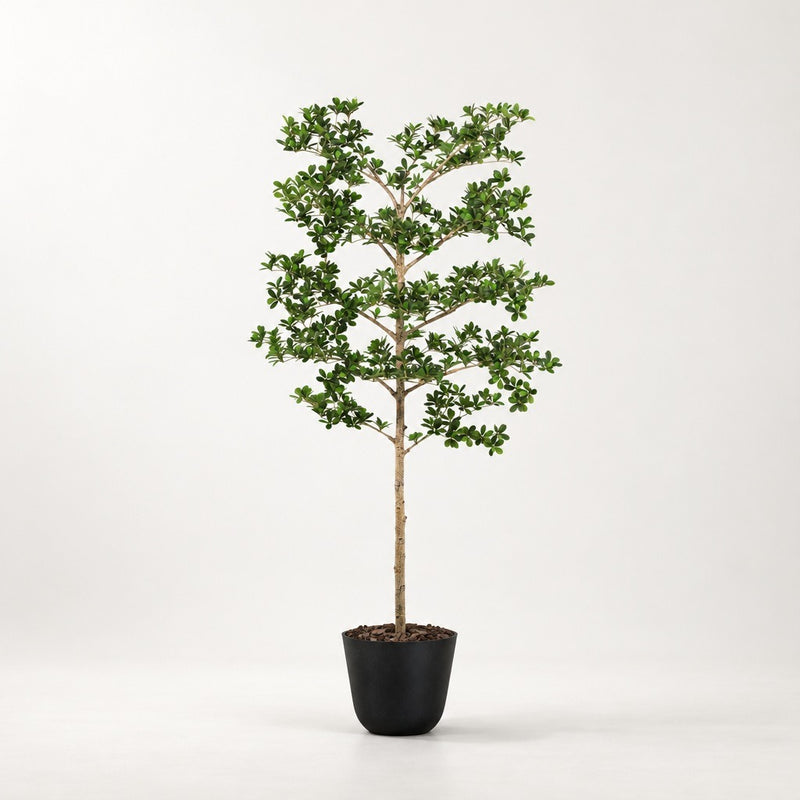





Kunstplant Bucida | 180cm - Premium kunstplant van Florafy
