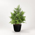 





Sztuczna roślina Asparagus zielony | 50cm - Premium kunstplant van Florafy
 thumbnail