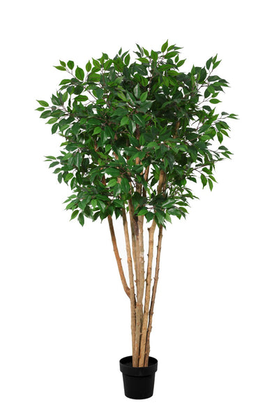 Kunstig Ficus Benjamina Flerstammet | 180cm