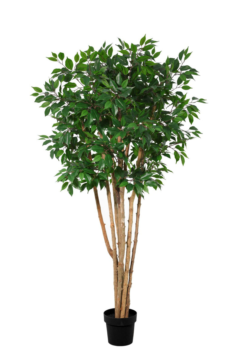 





Kunstplant Ficus Benjamina Meerstammig | 180cm - Detail view kunstplant
