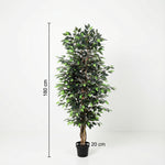 





Kunstplante Ficus Benjamina | 180cm - Afbeelding 7
 thumbnail