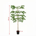 





Kunstplant Bucida | 200cm - Afbeelding 7
 thumbnail