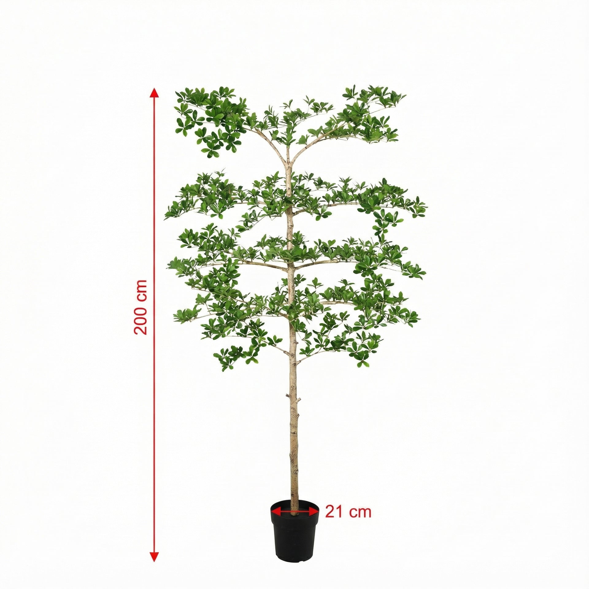 





Kunstplant Bucida | 200cm - Afbeelding 8
