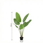 





Pianta Artificiale Strelitzia | 135cm - Afbeelding 7
 thumbnail