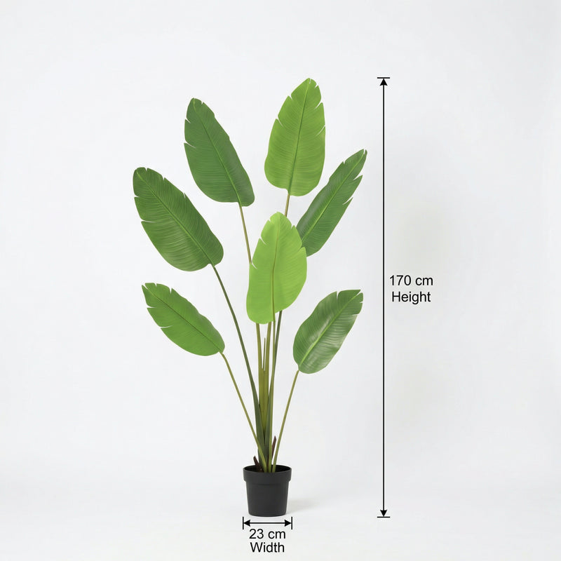 





Pianta Artificiale Strelitzia | 170cm - Afbeelding 7
