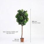 





Kunstplant Ficus Lyrata | 180cm - Afbeelding 6
 thumbnail