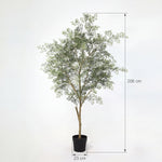 





Pianta Artificiale Ficus Cassia | 206cm - Lifestyle foto kunstplant in interieur
 thumbnail