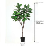 





Pianta artificiale Ficus Elastica Robusta | 170cm - Afbeelding 6
 thumbnail