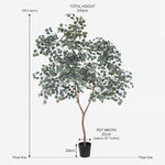 





Kunstplant Eucalyptus | 240cm - Afbeelding 5
 thumbnail