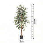 





Planta Artificial Ficus Benjamina Variegata | 160cm - Afbeelding 8
 thumbnail
