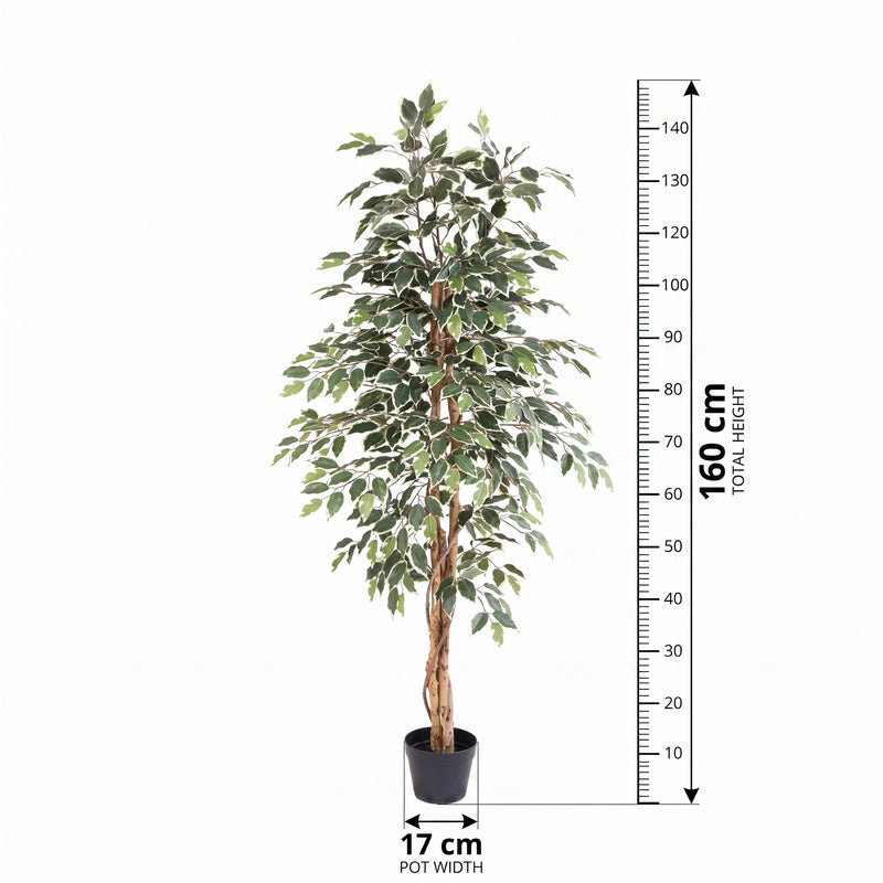 





Planta Artificial Ficus Benjamina Variegata | 160cm - Afbeelding 8
