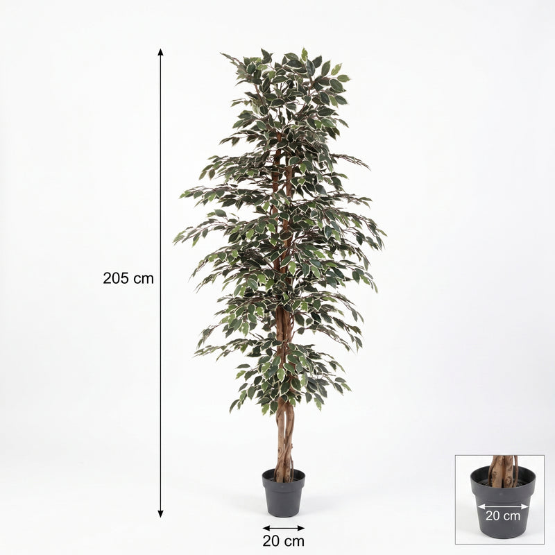 





Pianta Artificiale Ficus Benjamina Variegata | 205cm - Afbeelding 8
