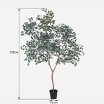 





Kunstpflanze Eukalyptus | 225cm - Afbeelding 7
 thumbnail